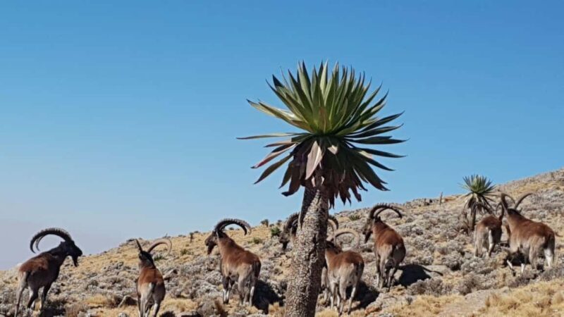 3 Days Trekking & Wildlife Spotting in the Simien Mountains - Tips for Making the Most of Your Trek