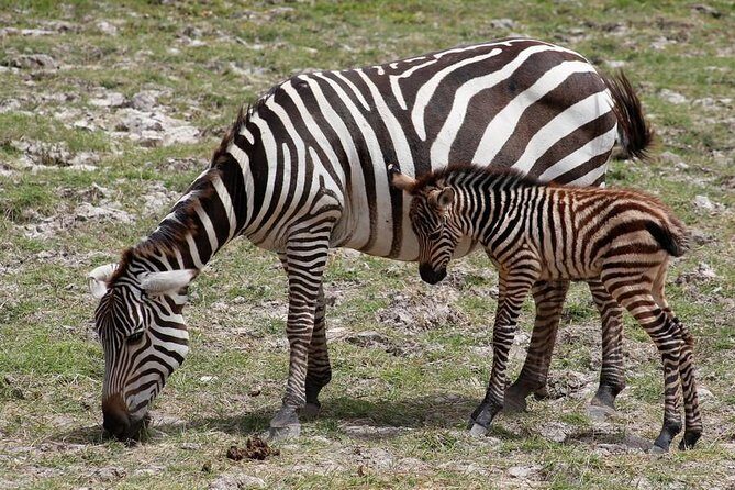 3 Days Tsavo East & Amboseli (2 Nights) - Key Points