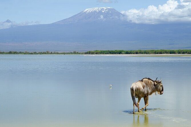 3 Days Tsavo East & Amboseli (2 Nights) - Practical Details and Tips