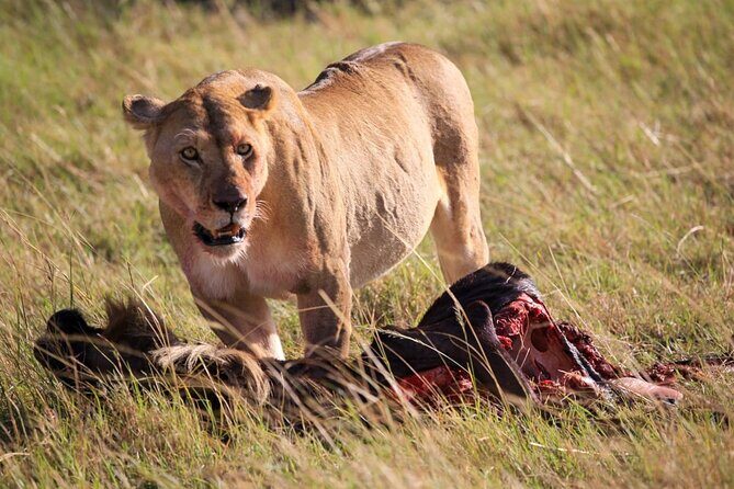 3 Days Tsavo East & Amboseli (2 Nights) - FAQ