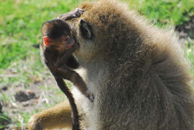 3 DAYS TSAVO EAST- AMBOSELI PARKS FROM MOMBASA/DIANI - FAQ: Your Practical Questions Answered
