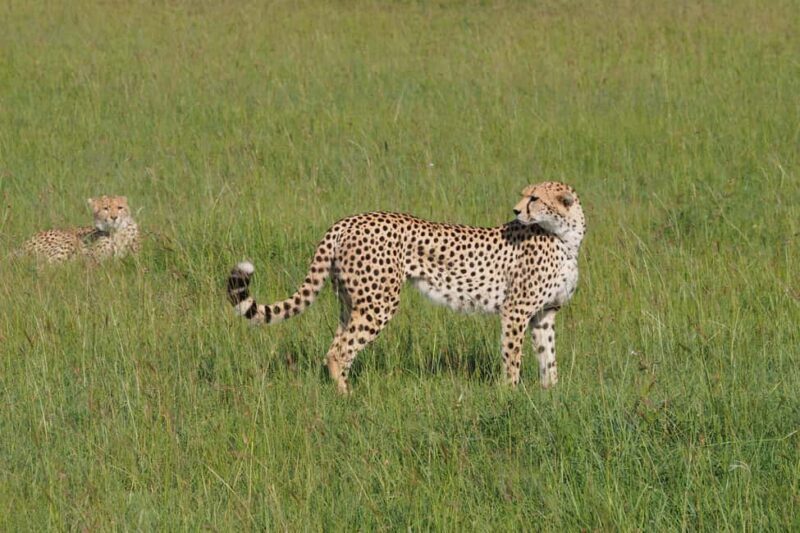3 days Tsavo East and Saltlick safari from Diani/Mombasa - An In-Depth Look at the 3-Day Safari Experience
