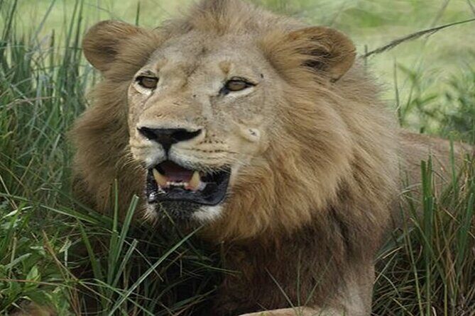 3 Days Tsavo East & West Safari from Diani Beach Mombasa - What’s Included and What’s Not