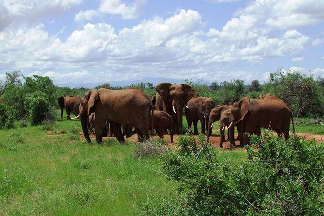 3 Days Tsavo East & West starting from Mombasa. - Who Is This Tour Best For?  