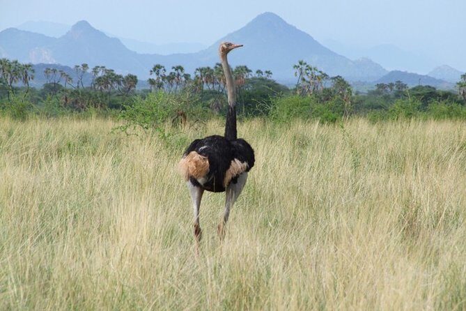 3 Days Tsavo East & West starting from Mombasa. - The Sum Up: Is This Safari Worth It?  