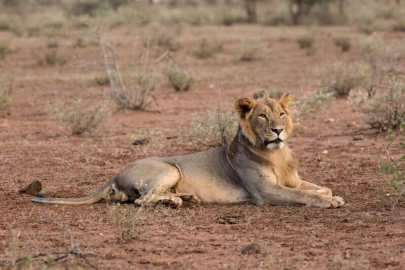 3 Days Tsavo West Park from Nairobi - Key Points