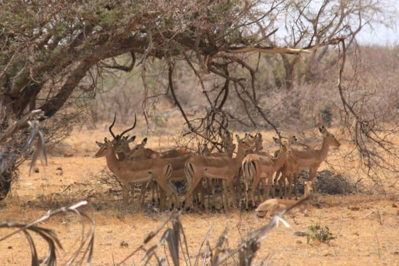 3 Days Tsavo West Park from Nairobi - Introduction: What Makes This Tour Special?