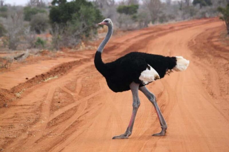 3 Days Tsavo West Park from Nairobi - What’s Included and What’s Not?