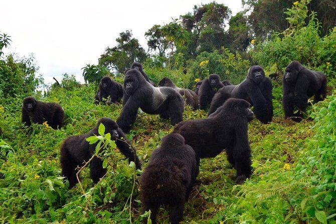 3 days Uganda Gorilla safari tour with relaxation on Lake Bunyonyi - A Closer Look at the 3-Day Ugandan Safari Experience