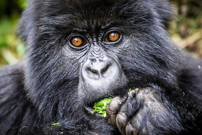 3 days Uganda Gorilla safari tour with relaxation on Lake Bunyonyi - FAQ About the Uganda Gorilla Safari Tour