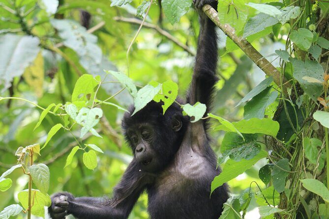 3 Days Uganda Gorilla trek Safari Tour - Key Points