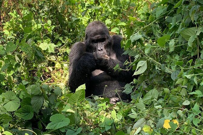 3 Days Uganda Gorilla trek Safari Tour - An In-Depth Look at the 3-Day Uganda Gorilla Trek Safari