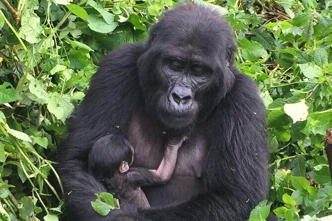 3 Days Uganda Gorilla Trekking Safari - Transportation and Group Size
