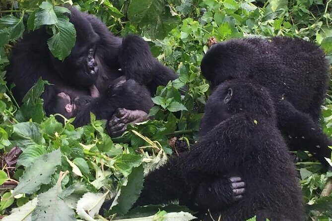 3 Days Uganda Gorilla Trekking Safari - FAQs