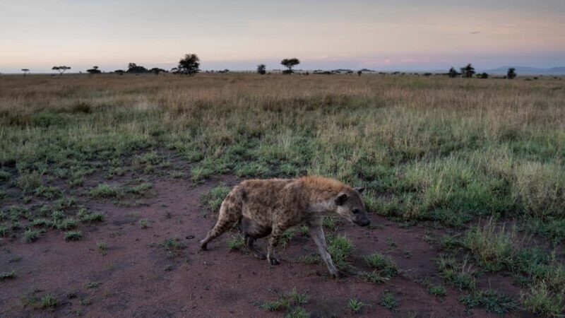 3-Days Unforgettable Luxury Safari to Tanzania - What Makes This Safari Stand Out?