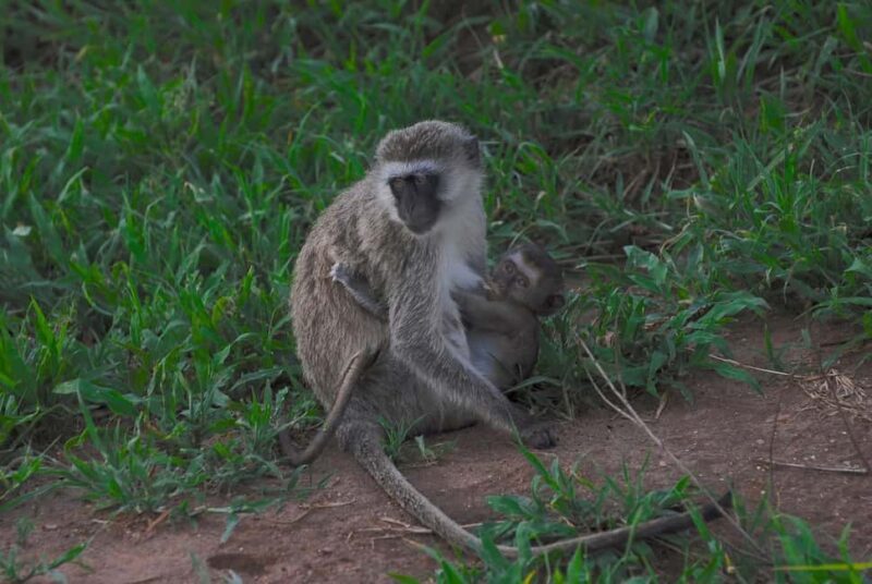 3-days unforgettable memory from Dar-es-Salaam to Mikumi NP - Key Points