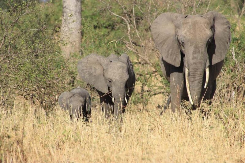 3-days unforgettable memory from Dar-es-Salaam to Mikumi NP - The Sum Up