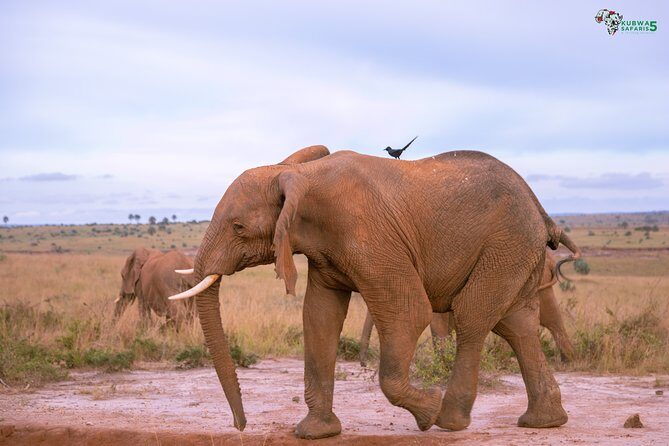 3 Days Wild Tour Queen Elizabeth National Park Safari Uganda - The Itinerary in Detail: What to Expect