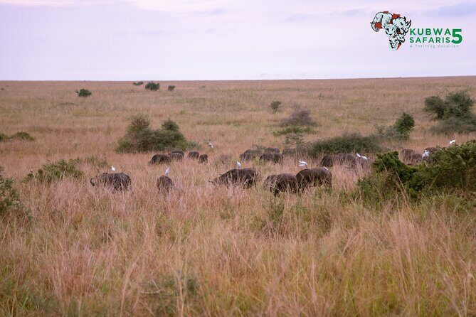 3 Days Wild Tour Queen Elizabeth National Park Safari Uganda - Practical Tips for Travelers