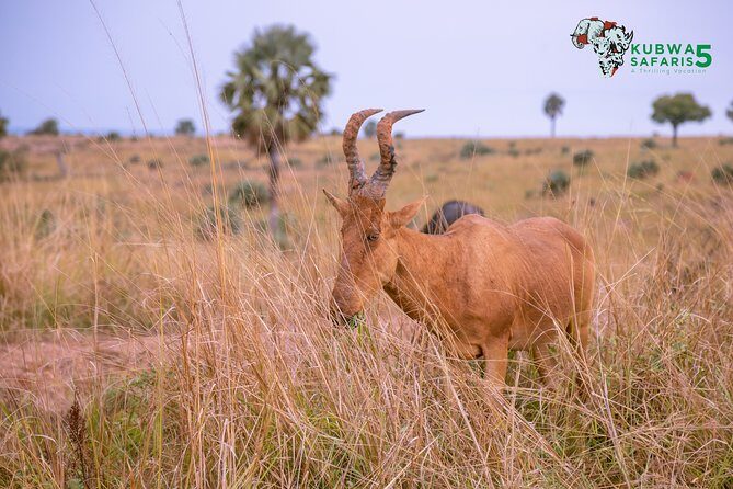 3 Days Wild Tour Queen Elizabeth National Park Safari Uganda - Who Is This Tour Best Suited For?