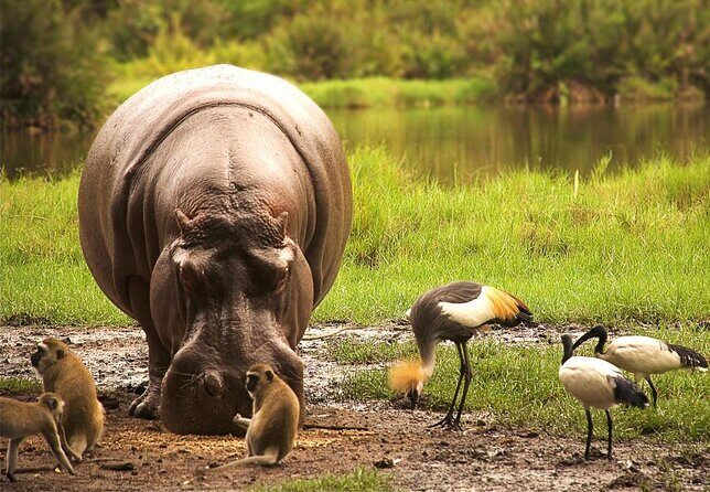 3 Days(2 nights) Tsavo East Tour & Saltlick (Cost based on minimum 2 persons) - Introduction