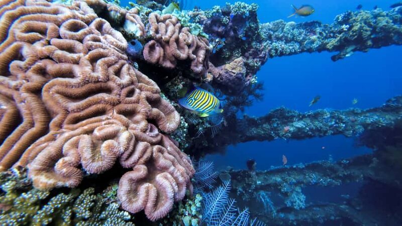 3 Fun Dive at Liberty Wreck & Kayak Adventure in Bali - FAQ