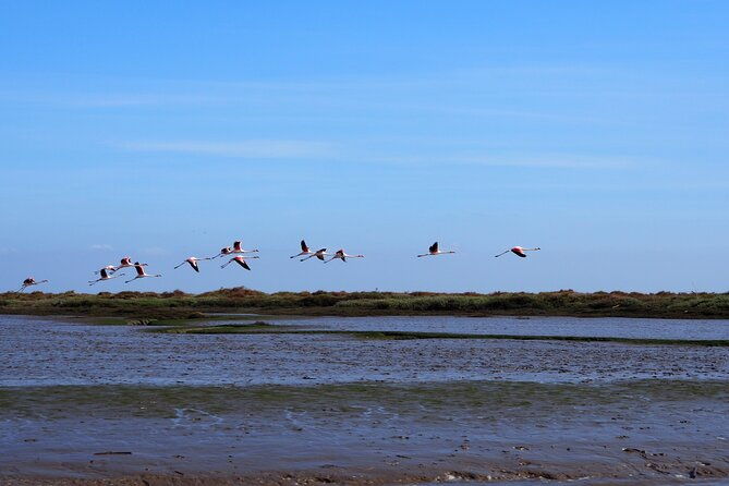 3-hour-boat-trip-and-birdwatching-in-the-tagus-estuary