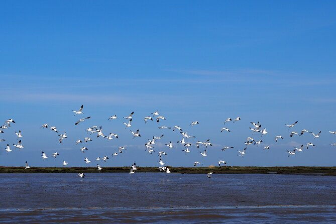 3-hour-boat-trip-and-birdwatching-in-the-tagus-estuary