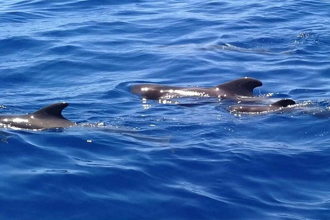 3-hour-boat-trip-from-costa-adeje-in-tenerife