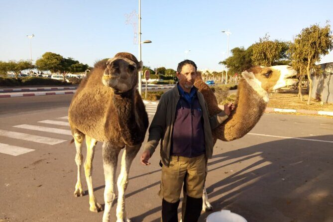 3-hour camel ride at sunset - Value and Pricing