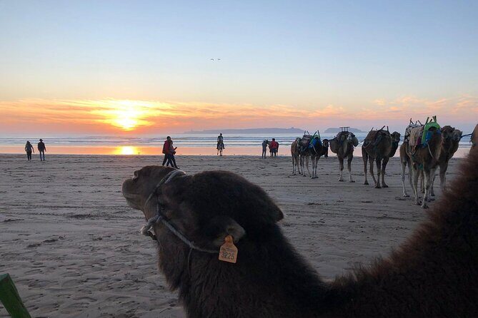 3-hour camel ride at sunset - Considerations and Tips