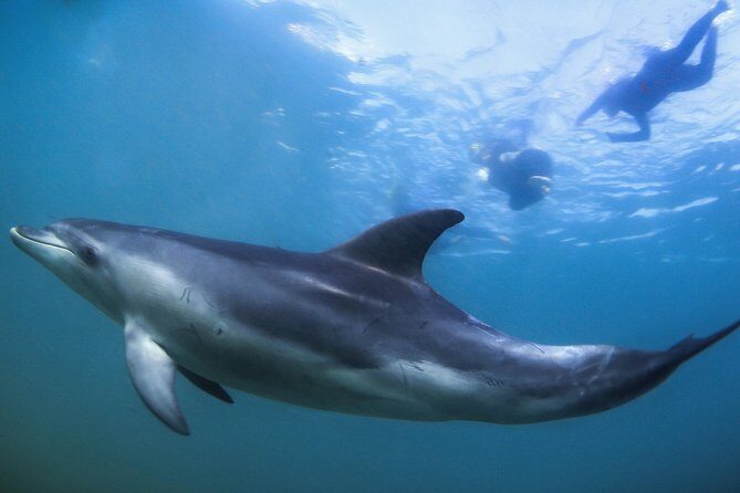 3 hour Dolphin and Seal Swim (NOV-APR) - Key Points  