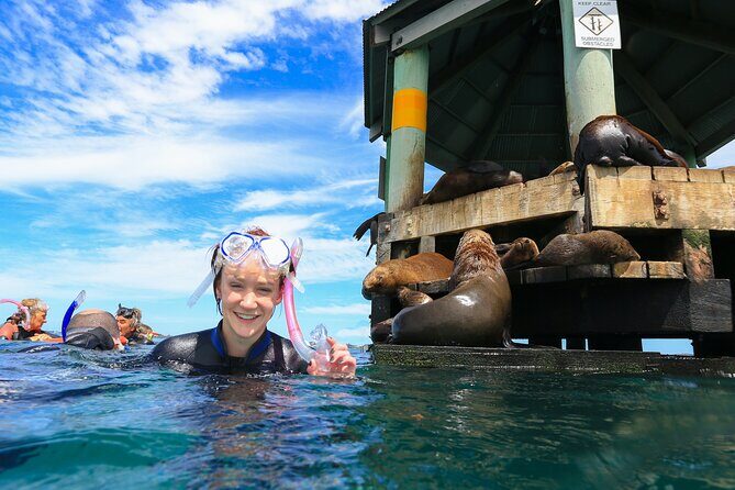 3 hour Dolphin and Seal Swim (NOV-APR) - Why This Tour Might Be Perfect for You