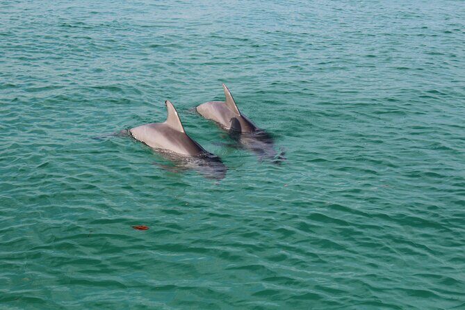 3 Hour Dolphin Tour and Snorkeling in Shell Island - Frequently Asked Questions