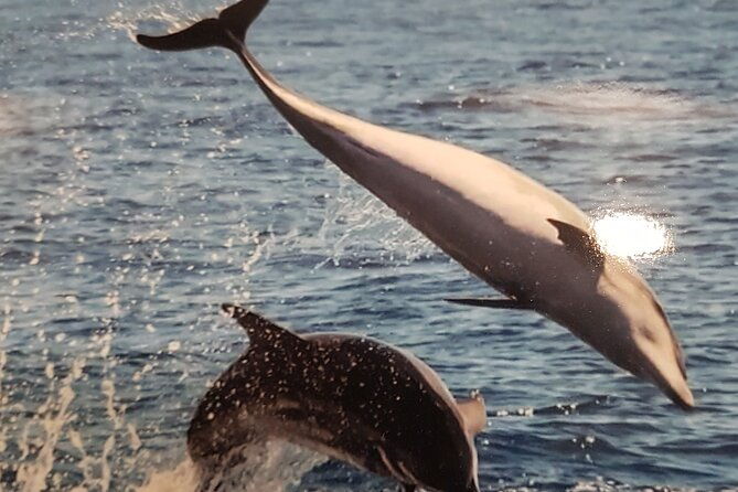 3-hour-excursion-to-puerto-colon-adeje-to-see-whales