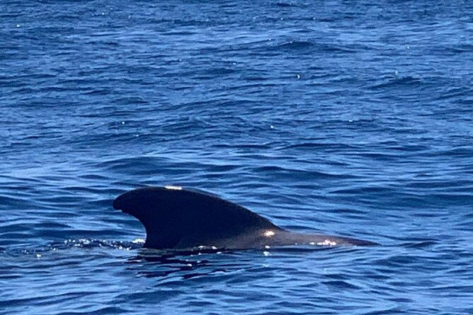 3-hour-excursion-to-puerto-colon-adeje-to-see-whales