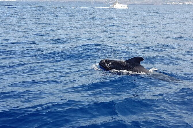 3-hour-excursion-to-puerto-colon-adeje-to-see-whales