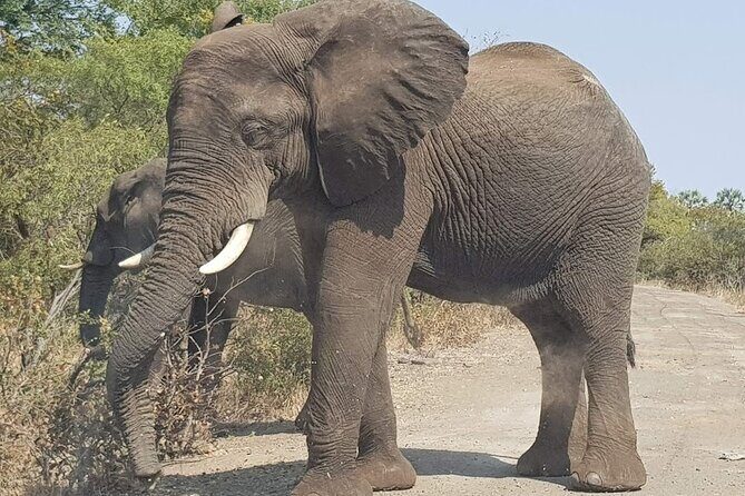 3 Hour Game Drive in Mosi-Oa-Tunya National Park - Key Points  