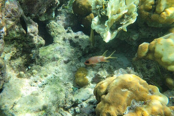 3-hour-guided-jet-ski-snorkeling-tour-on-san-pedro-barrier-reef
