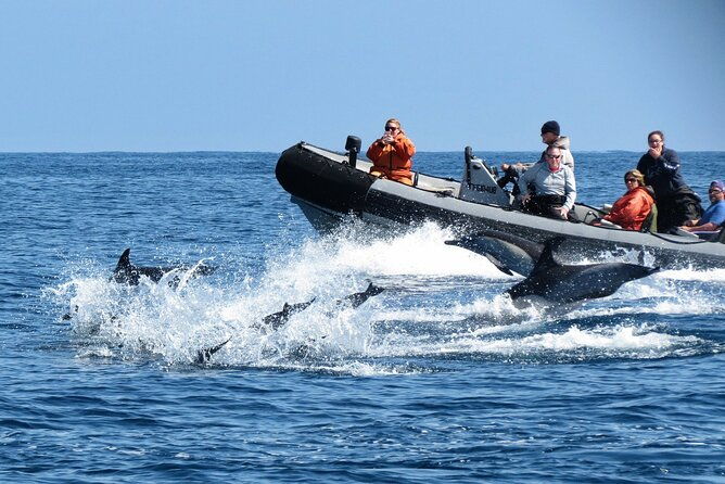 3-hour-guided-whale-and-dolphin-watching-experience-in-san-diego