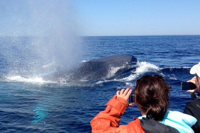 3-hour-guided-whale-and-dolphin-watching-experience-in-san-diego