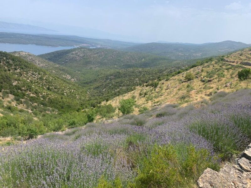 3-hour-lavender-tour-from-hvar