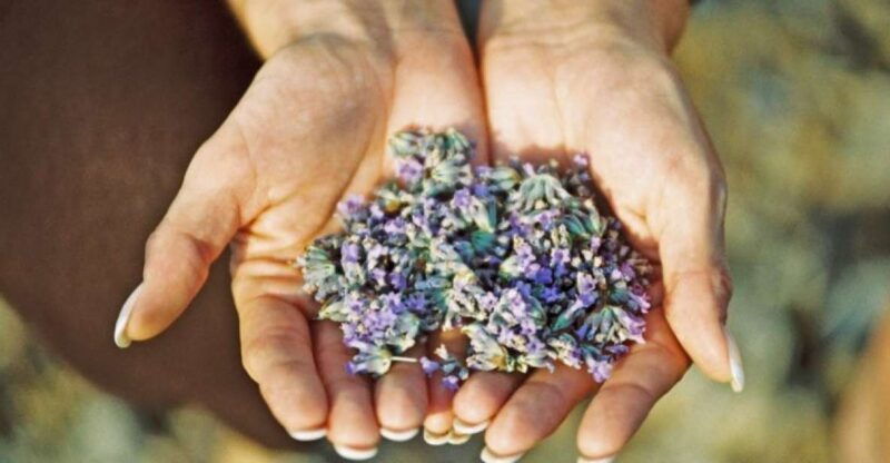 3-hour-lavender-tour-from-hvar