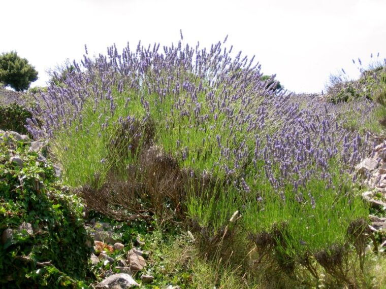 3-hour-lavender-tour-from-hvar