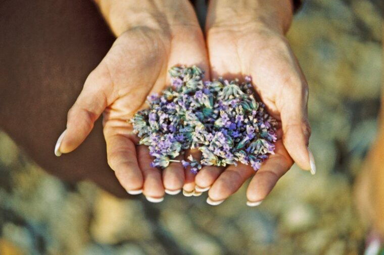 3-hour-lavender-tour-from-hvar