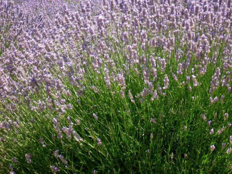 3-hour-lavender-tour-from-hvar