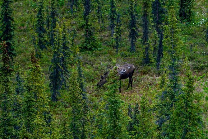 3-hour-naturalist-walking-tour-in-denali-national-park