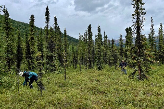 3-hour-naturalist-walking-tour-in-denali-national-park