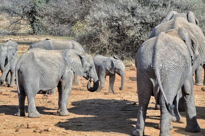 3 Hour Pilanesberg Afternoon Open Vehicle safari drive (Self drive) - An In-Depth Look at Your Pilanesberg Safari Experience