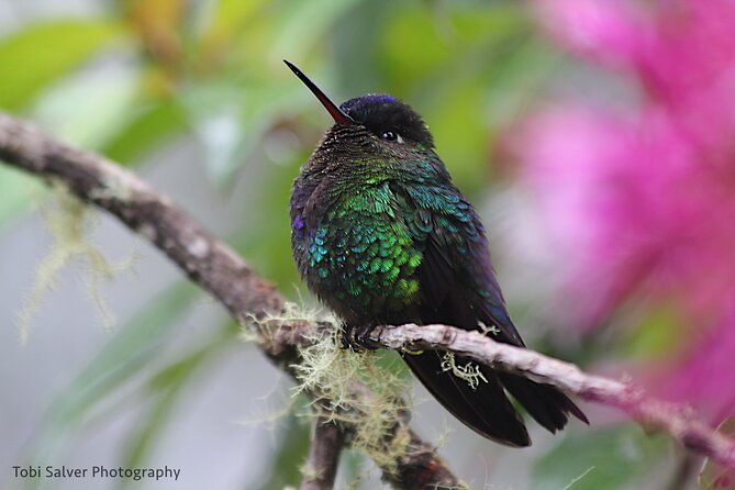 3-hour-private-birdwatching-experience-in-uvita-ojochal